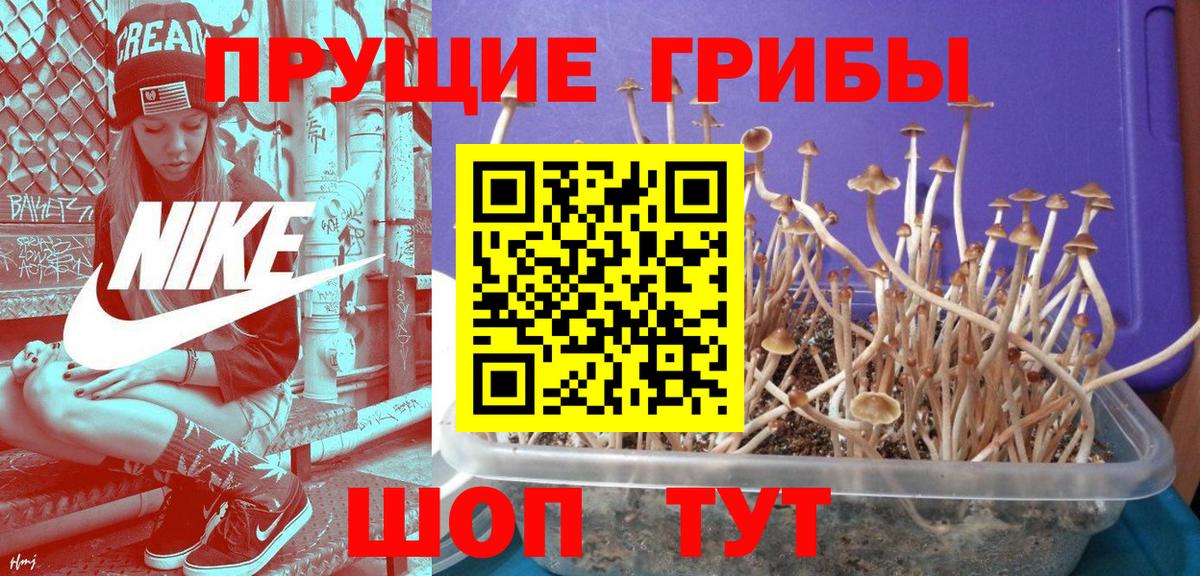 Псилоцибиновые грибы GOLDEN TEACHER Бор